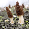 Morchella Pilz / Morchel Pilz China Exporteur